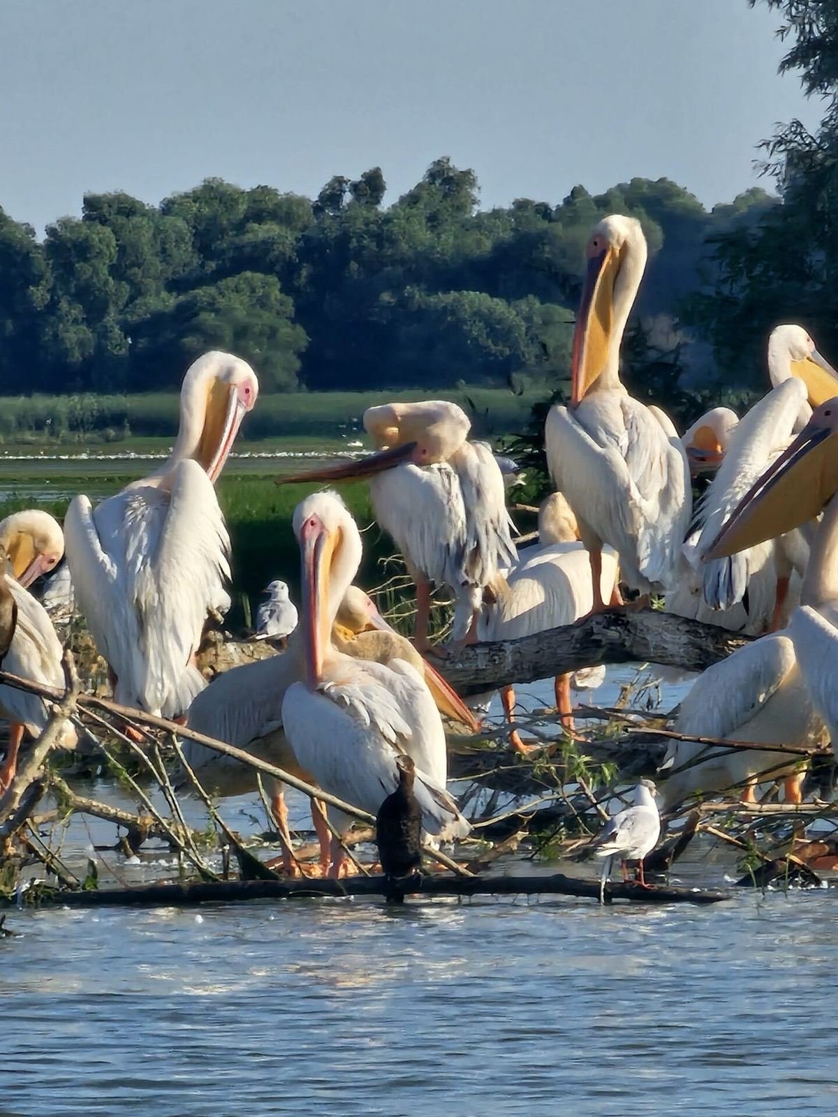 Danube Delta