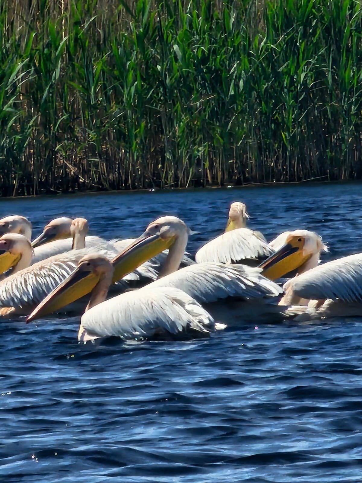 Barcă cu turiști pe canal