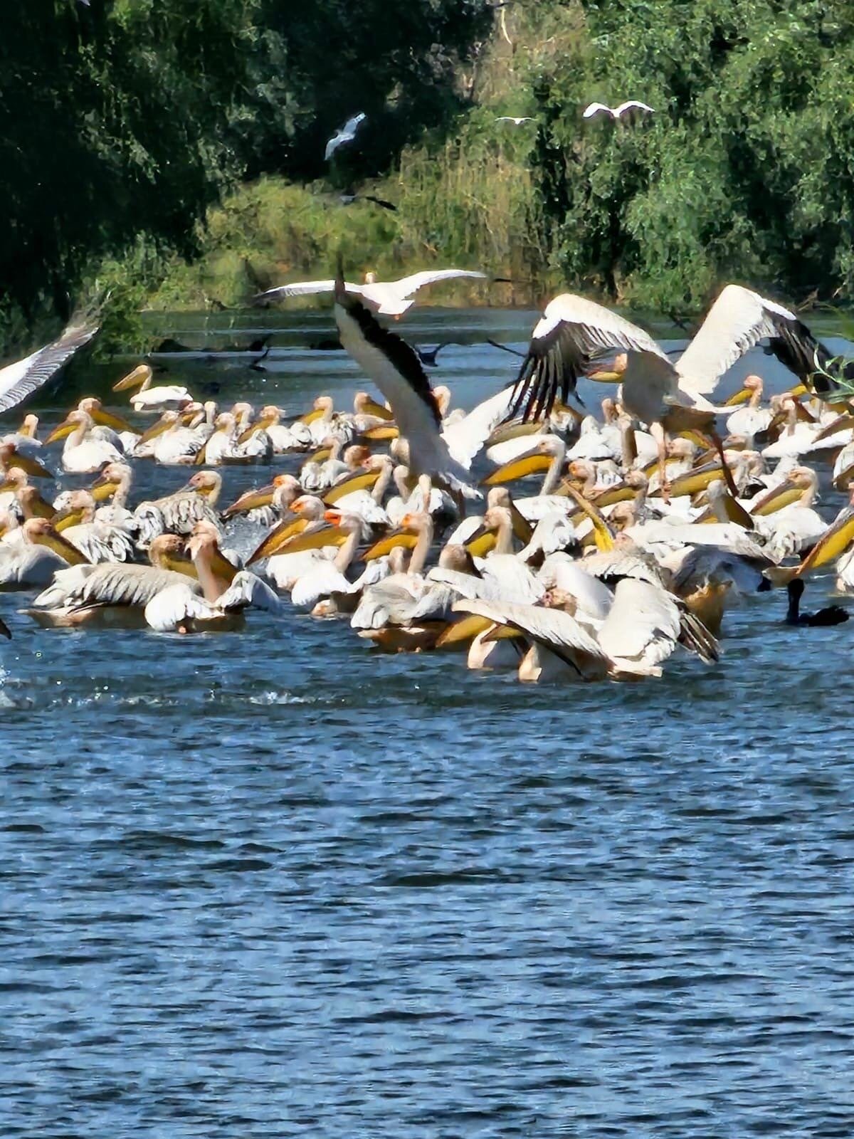 Stol de pelicani în zbor